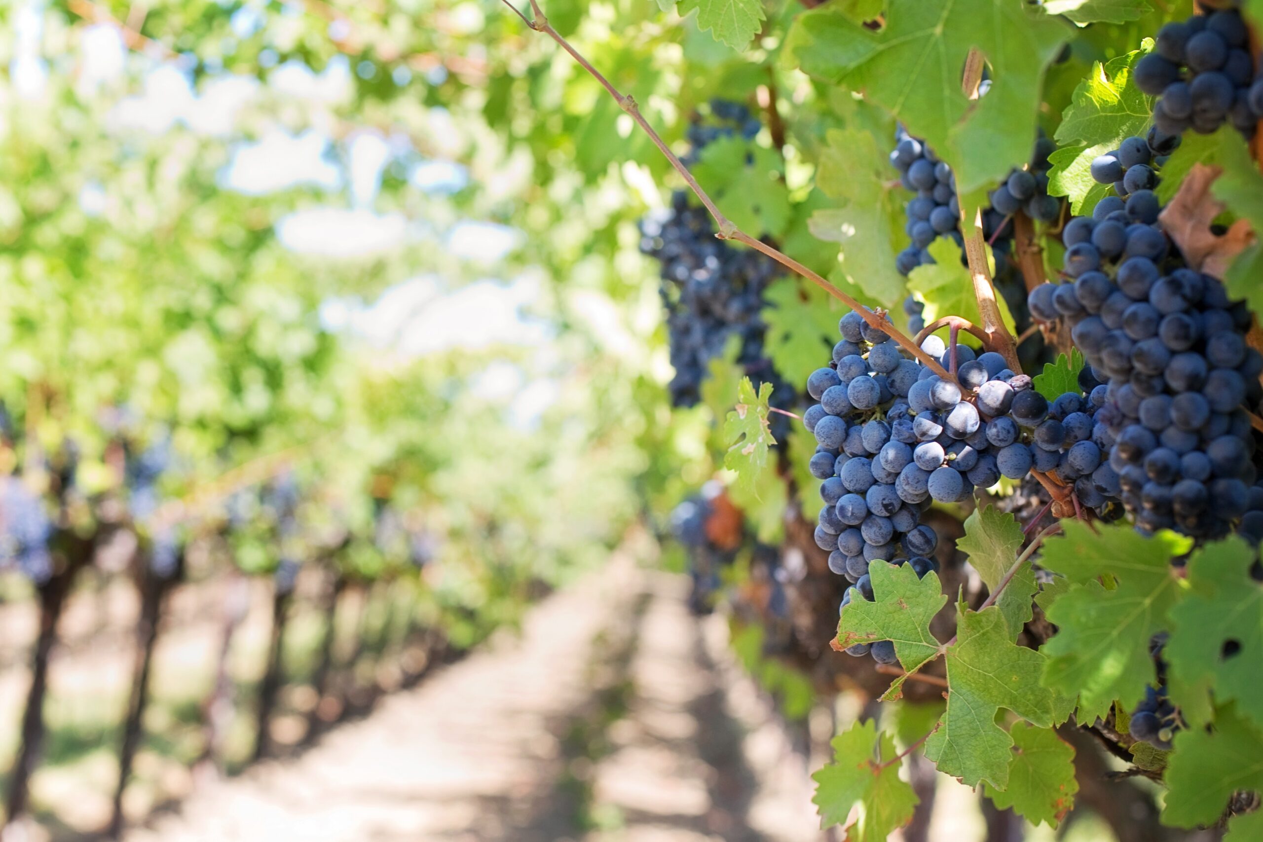 Uncorking the Secrets of Fine Wine Investment: Best Wine Investment Platforms